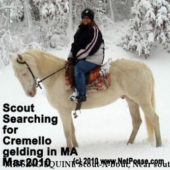 MISSING EQUINE Scout-A-Bout, Near south yarmouth, MA, 02664